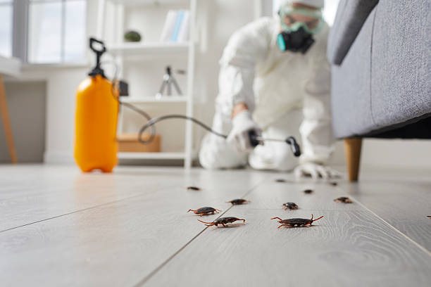 Commercial Kitchen Cockroach Control in Summerside